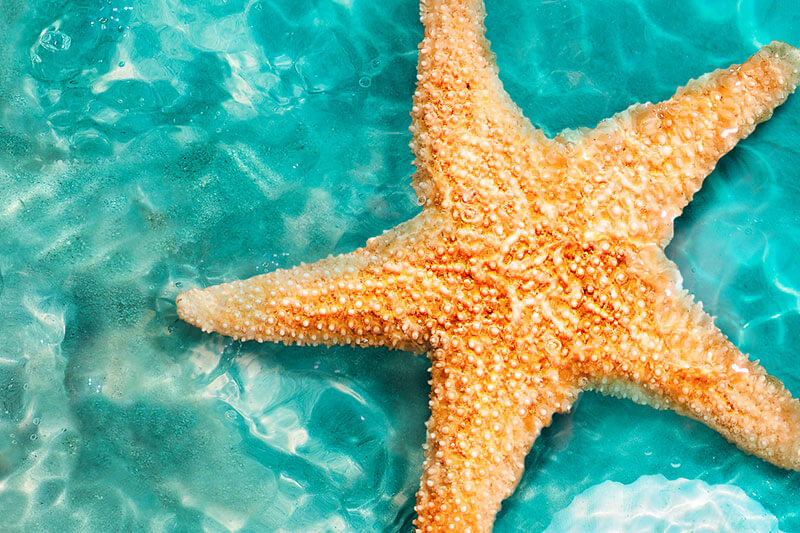 海星