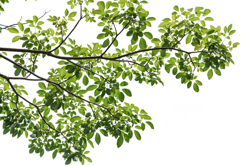 Eco-friendly tree branch with green leaves symbolizing the DA-640 printer's sustainable water-based inks and low environmental impact